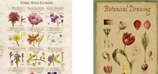 2025年末版权预警：野花插图、摄影作品等多领域侵权案件曝光！